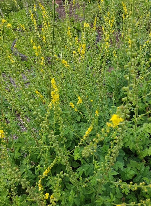 Agrimony (Agrimonia eupatoria)