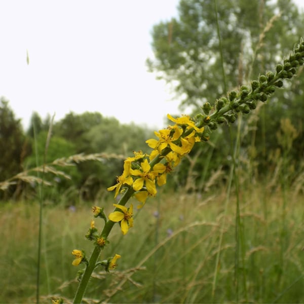 Agrimony (Agrimonia eupatoria)