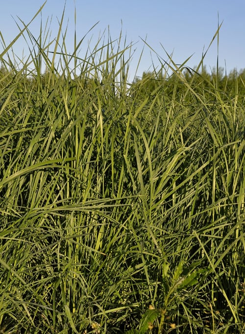 Couch grass (Agropyron repens)