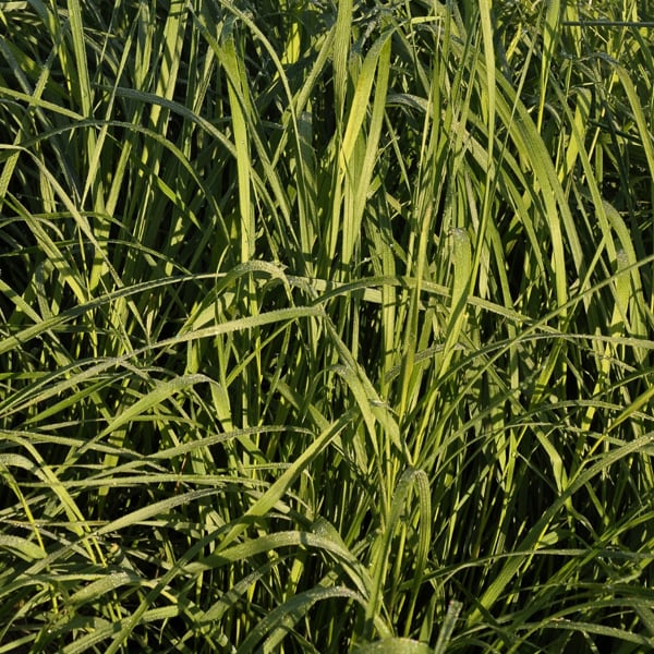 Couch grass (Agropyron repens)
