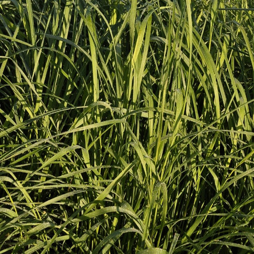 Left Image