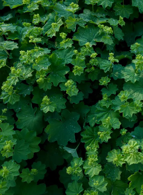 Lady’s mantle (Alchemilla vulgaris)