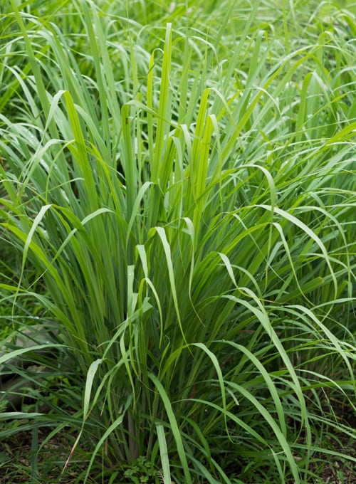 The Best Herbal Tinctures for Health and Wellbeing