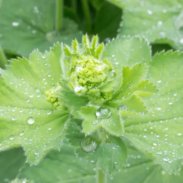 Lady’s mantle (Alchemilla vulgaris)
