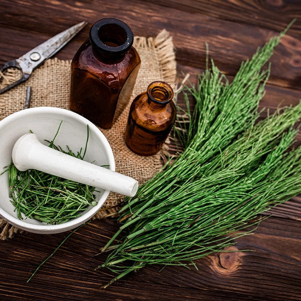 Horsetail (Equisetum arvense)