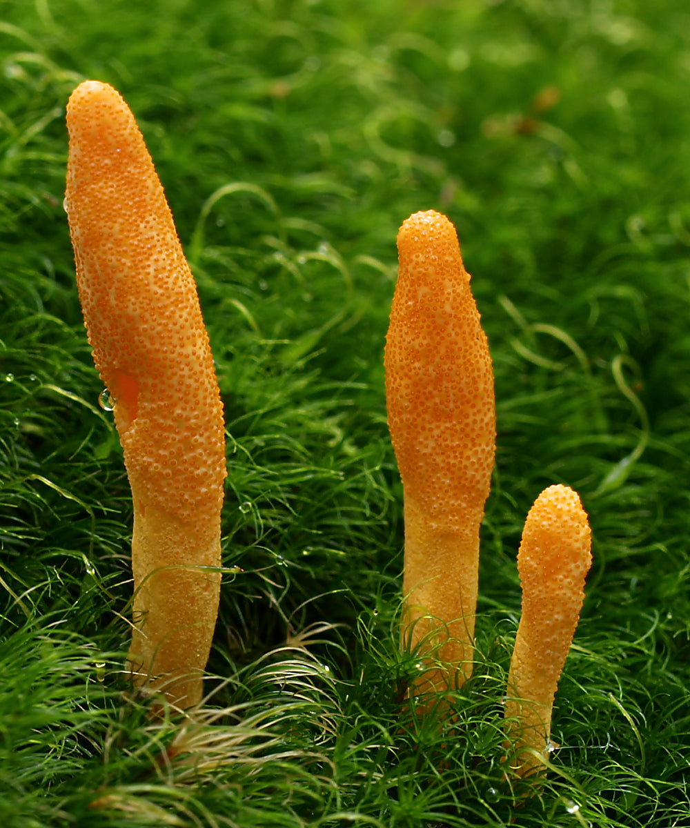 Cordyceps (Cordyceps militaris / Ophiocordyceps sinensis)