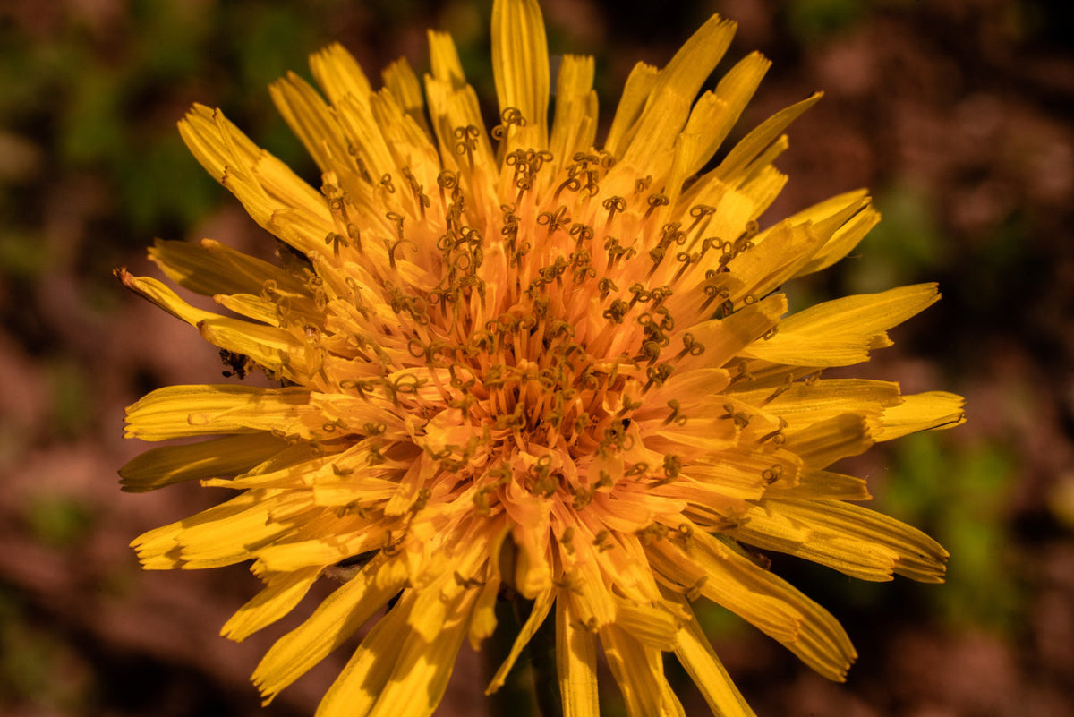 Rhodiola (Rhodiola rosea)
