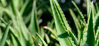 Aloe vera (Aloe barbadensis)