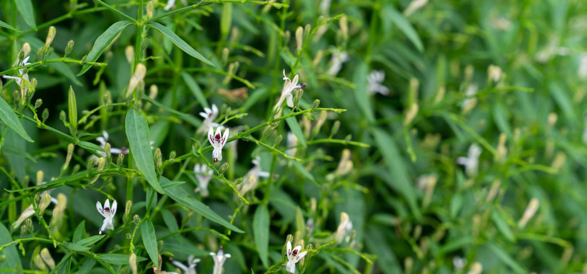 Andrographis (Andrographis paniculata)