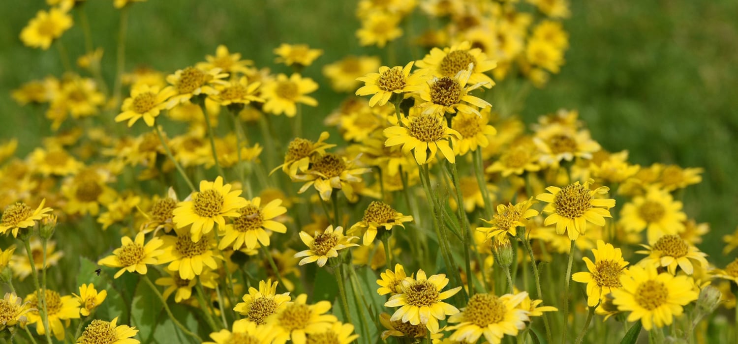 Arnica (Arnica montana)