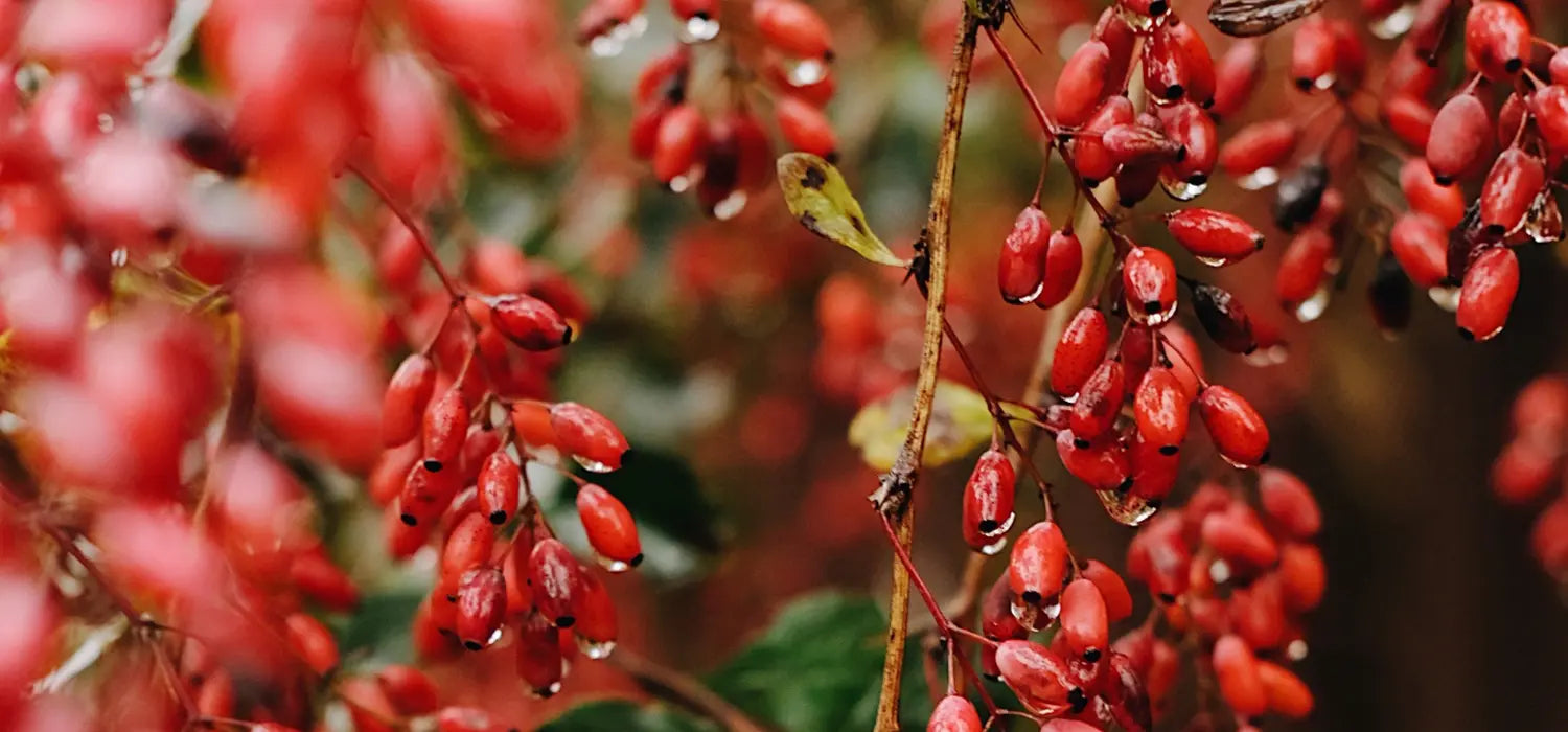 Barberry (Berberis vulgaris)
