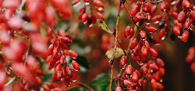 Barberry (Berberis vulgaris)