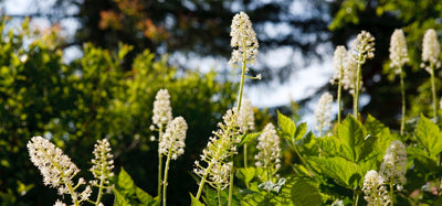 Black cohosh (Actaea racemosa)