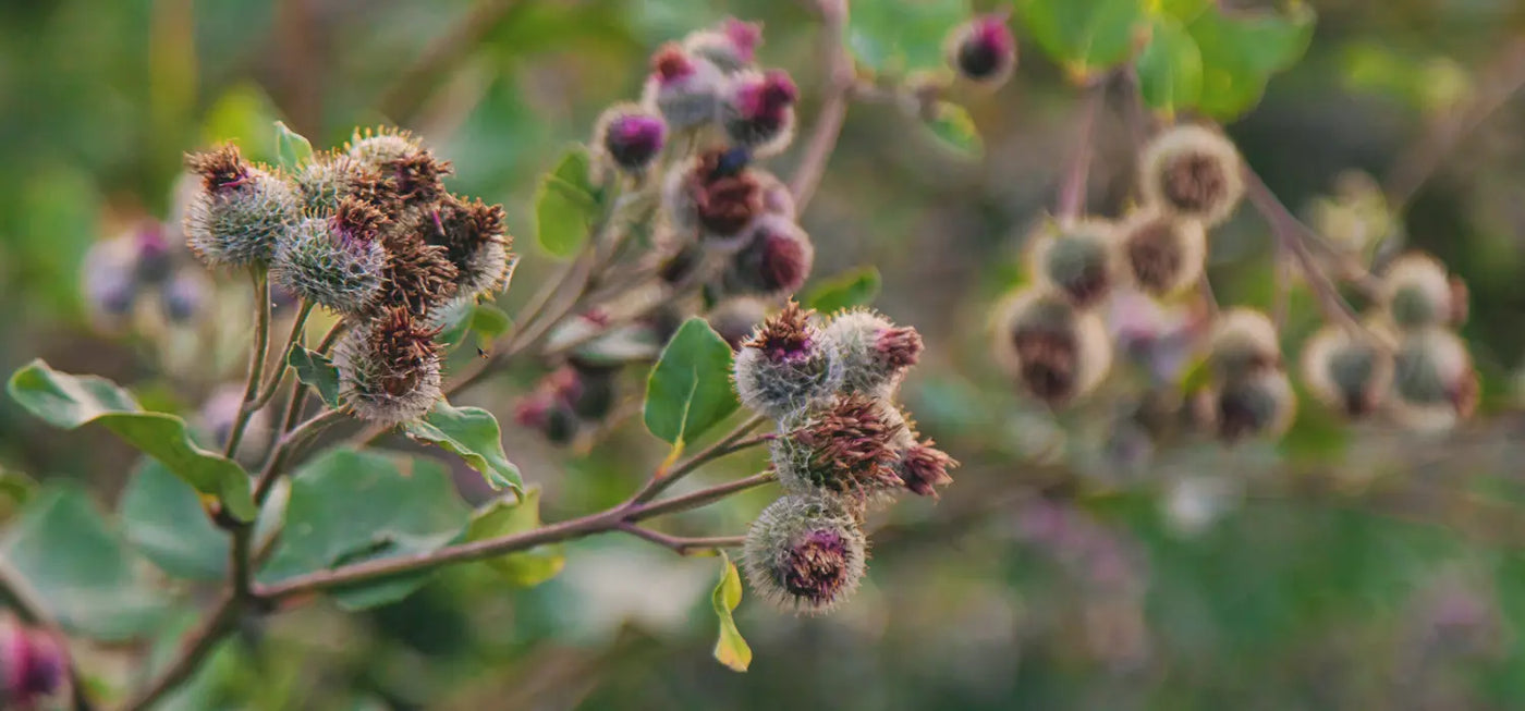 Burdock (Arctium lappa)