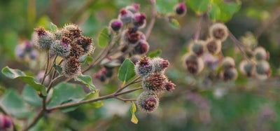 Burdock (Arctium lappa)