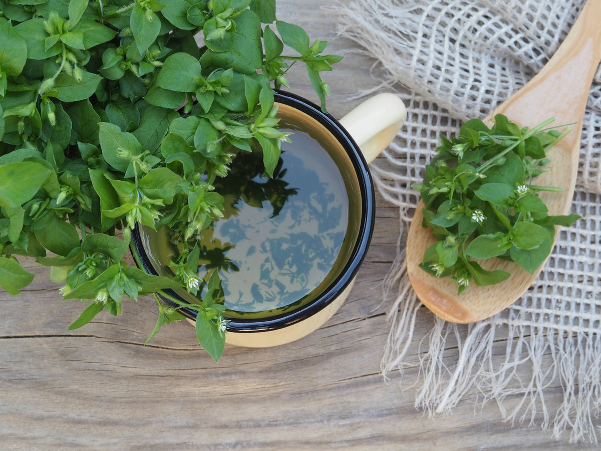 Chickweed (Stellaria media)
