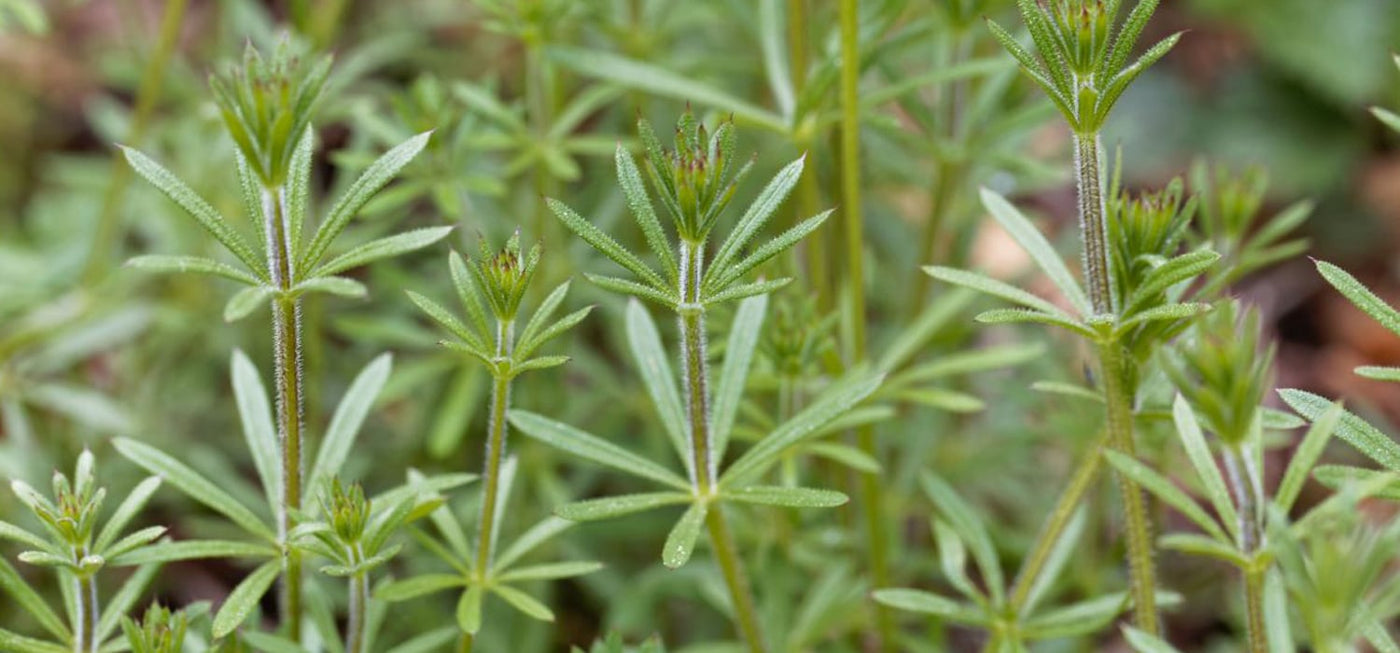 Cleavers (Galium aparine)