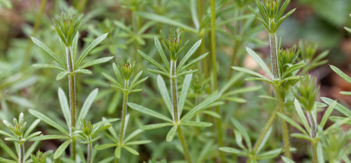 Cleavers (Galium aparine)