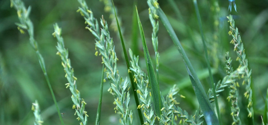 Couch grass (Agropyron repens)