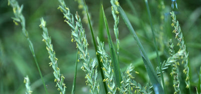 Couch grass (Agropyron repens)