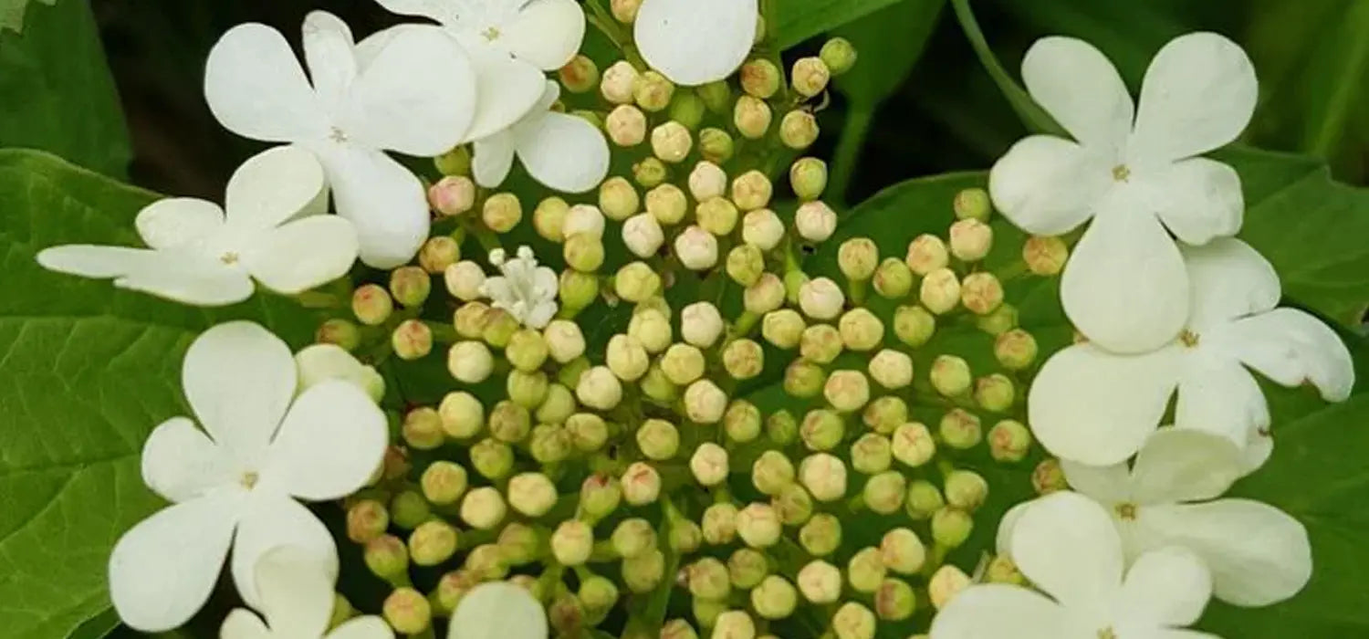 Cramp bark (Viburnum opulus)