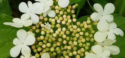 Cramp bark (Viburnum opulus)