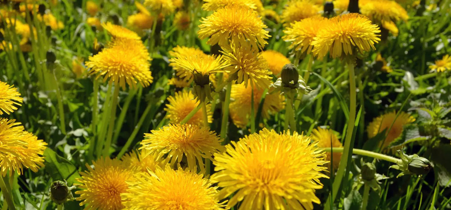 Dandelion (Taraxacum officinale)