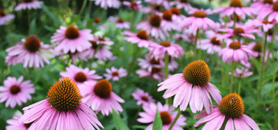 Echinacea (Echinacea angustifolia/purpurea)