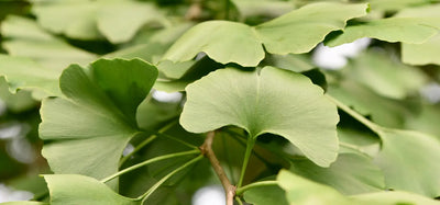 Ginkgo (Ginkgo biloba)
