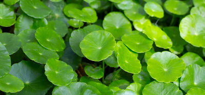 Gotu kola (Centella asiatica)
