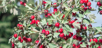 Hawthorn (Crataegus spp.)