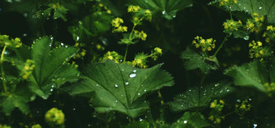 Lady’s mantle (Alchemilla vulgaris)