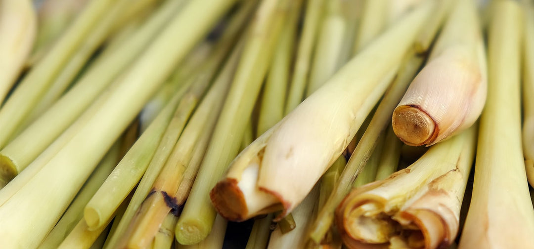 Lemongrass (Cymbopogon citratus)