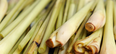 Lemongrass (Cymbopogon citratus)