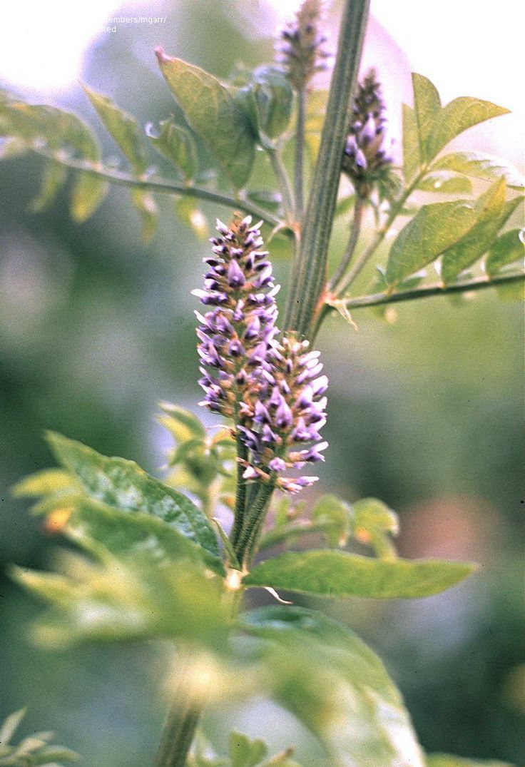 Liquorice (Glycyrrhiza glabra)