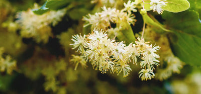 Linden blossom / Lime blossom (Tilia spp.)