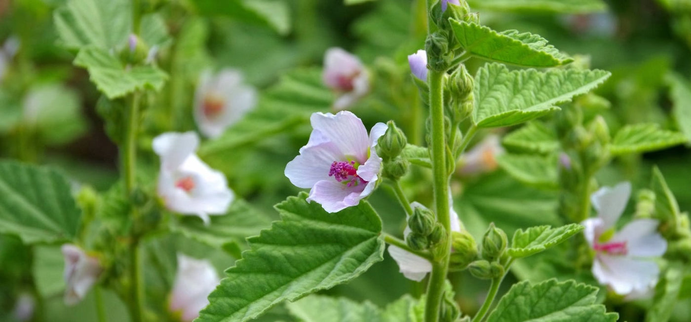 Marshmallow leaf & root (Althaea officinalis)
