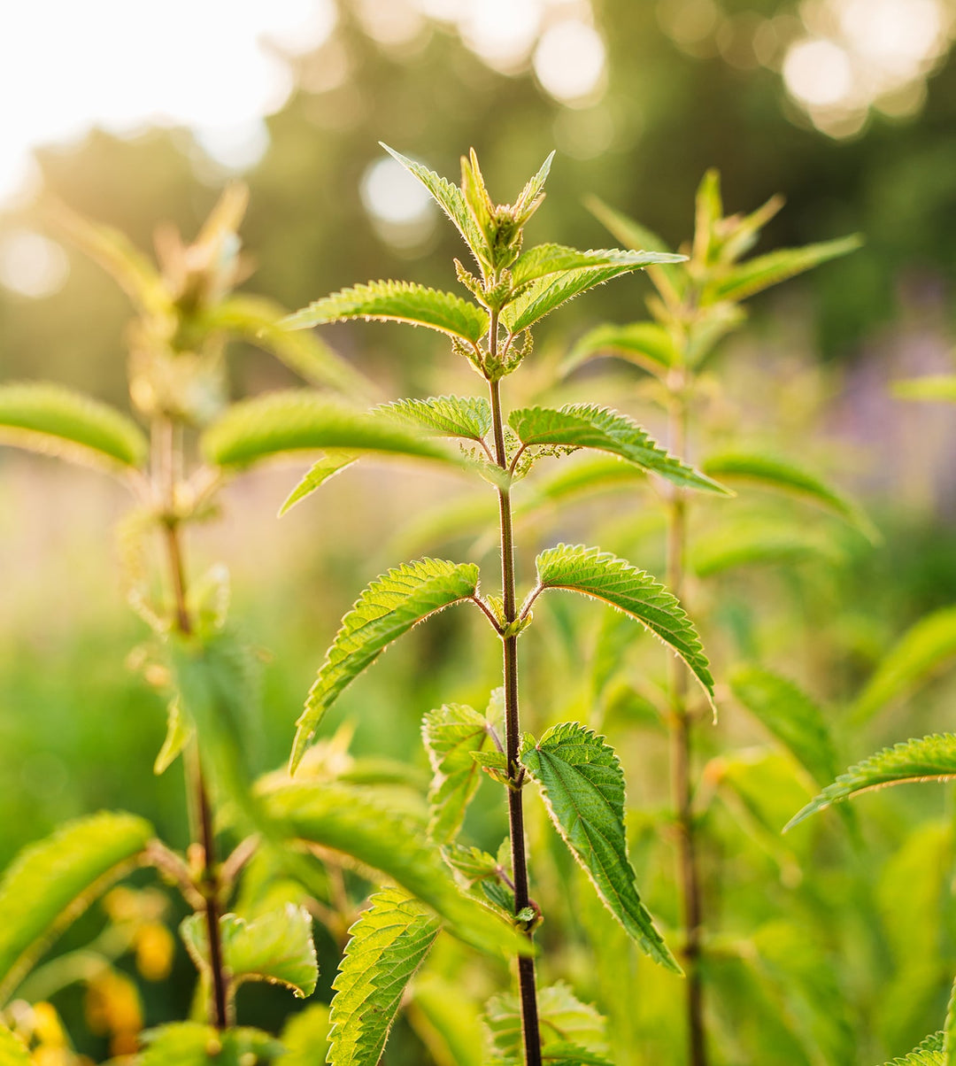Hormones & Health: Herbs to Support Male & Female Vitality