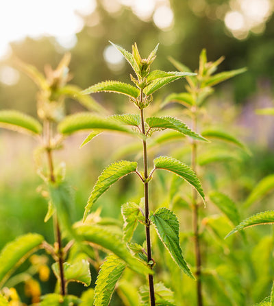 Hormones & Health: Herbs to Support Male & Female Vitality