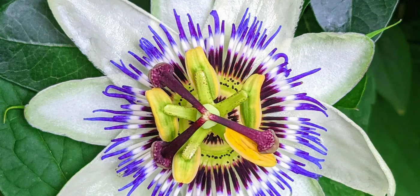 Passionflower (Passiflora incarnata)