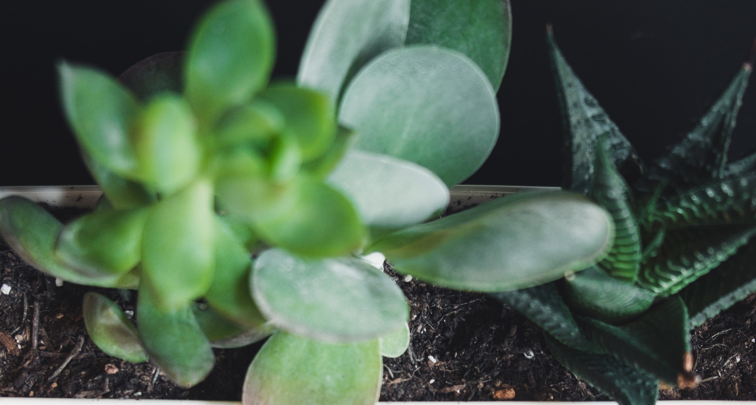 Digital Wellness: How to Combat Zoom Anxiety