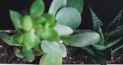 Digital Wellness: How to Combat Zoom Anxiety