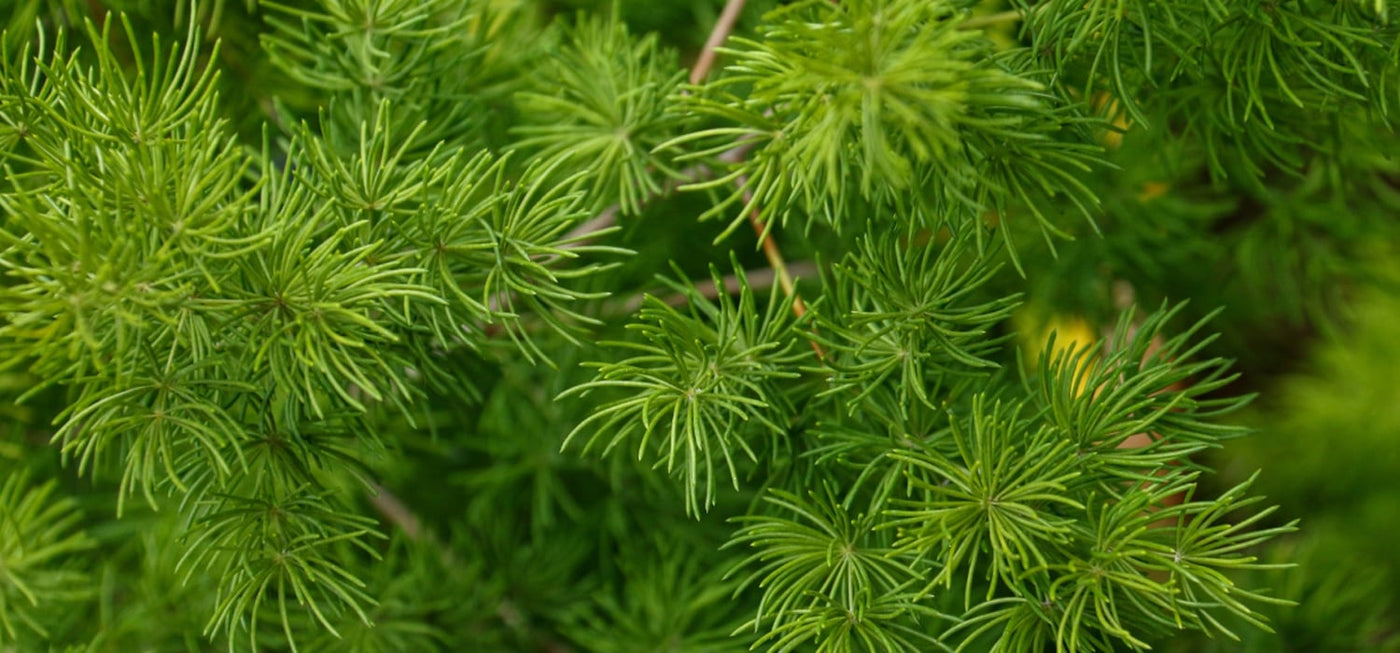 Shatavari (Asparagus racemosus)