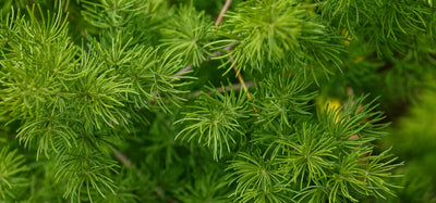 Shatavari (Asparagus racemosus)
