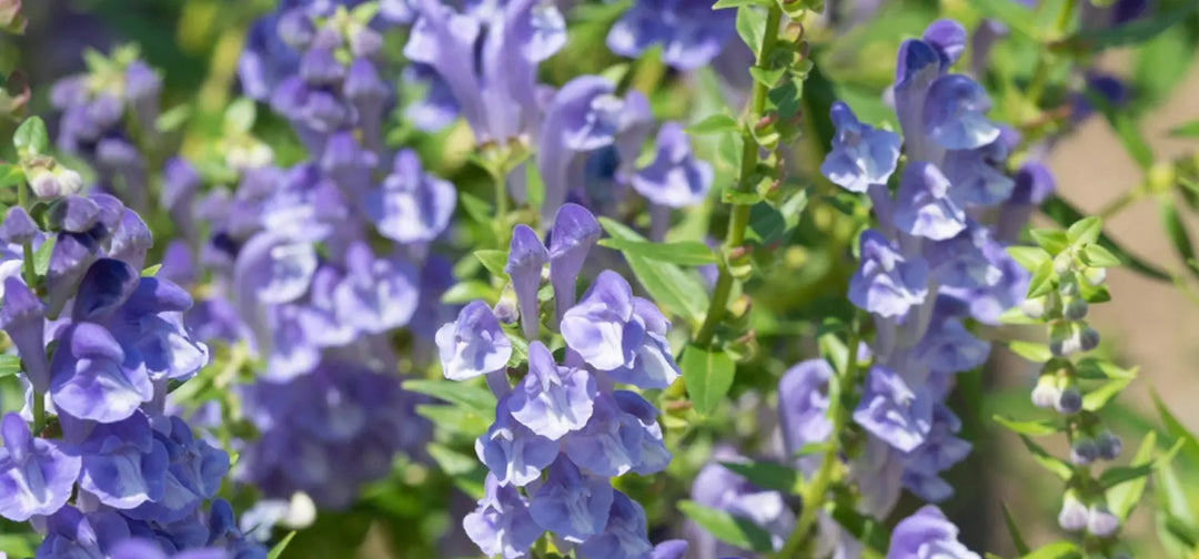 Skullcap (Scutellaria lateriflora)
