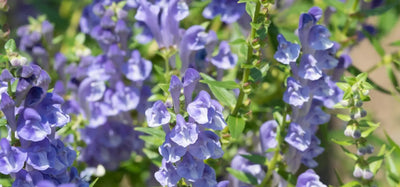 Skullcap (Scutellaria lateriflora)
