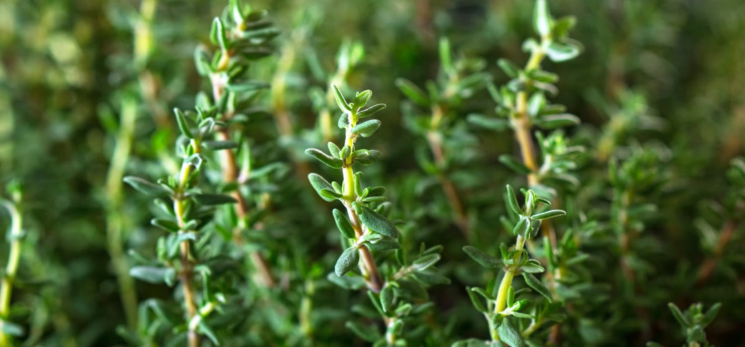 Thyme (Thymus vulgaris)
