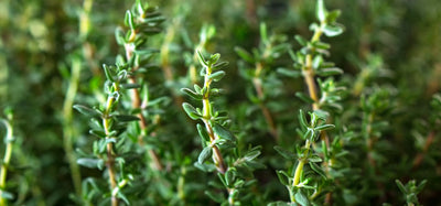 Thyme (Thymus vulgaris)