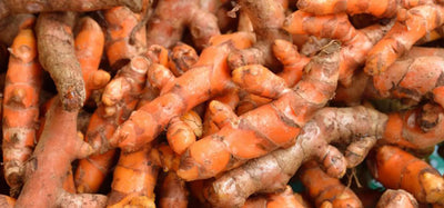Turmeric (Curcuma longa)