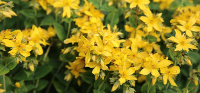 Agrimony (Agrimonia eupatoria)